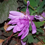Colchicum Waterlily